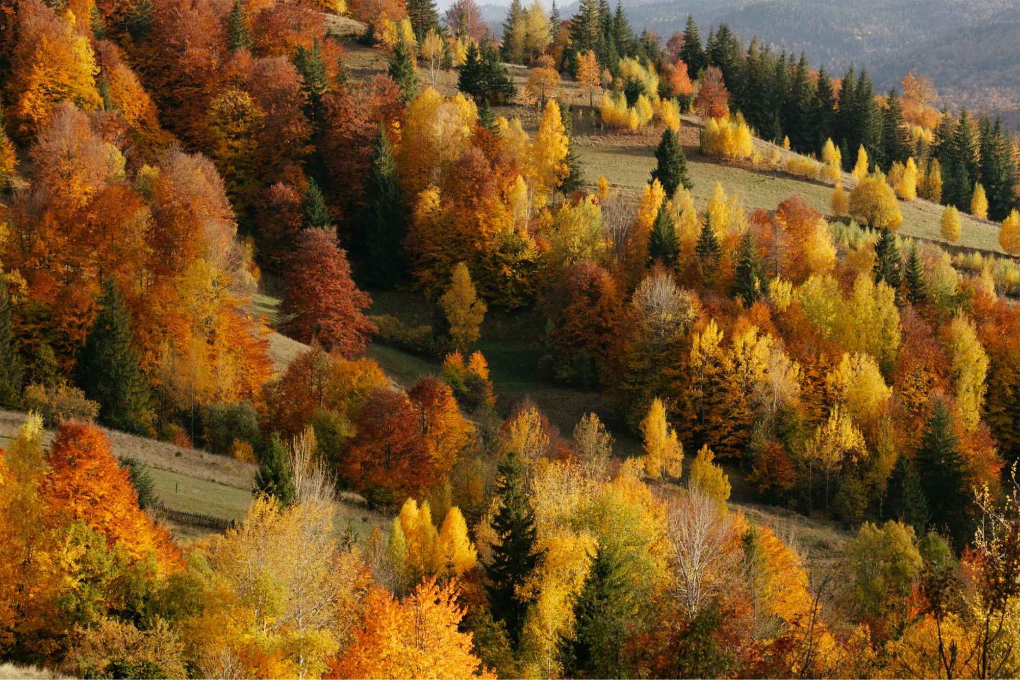 Bobų Vasara: The Baltics’ Golden Secret Between Summer and Autumn